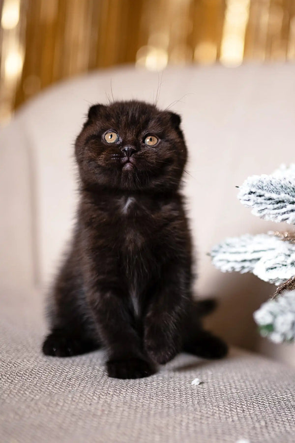 Felix