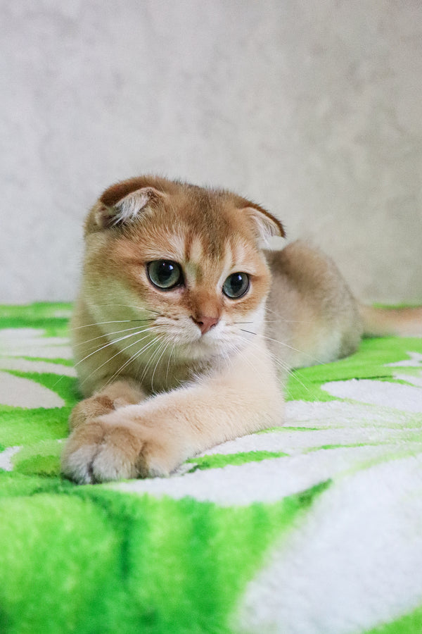 Gizmo