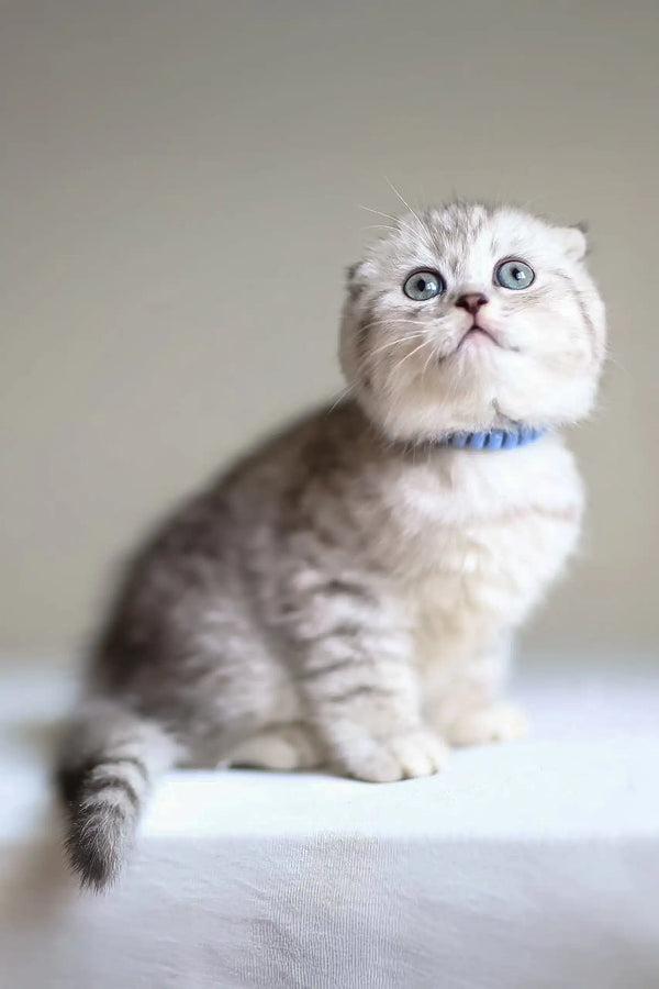 Milo