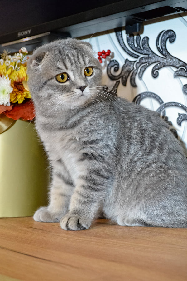 Oscar